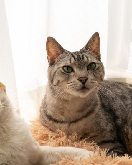 Come far andare d'accordo due gatti