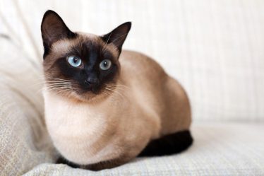 Come far bere il gatto