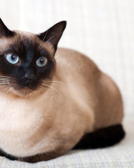 Come far bere il gatto
