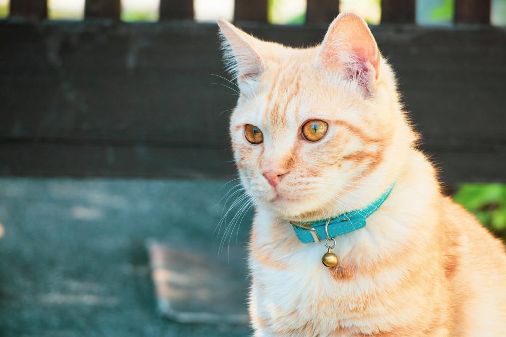 Come far conoscere due gatti