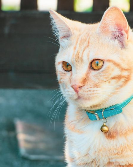 Come far conoscere due gatti