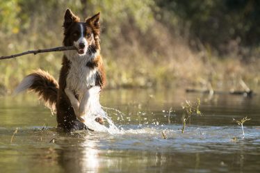 Come far dimagrire il cane