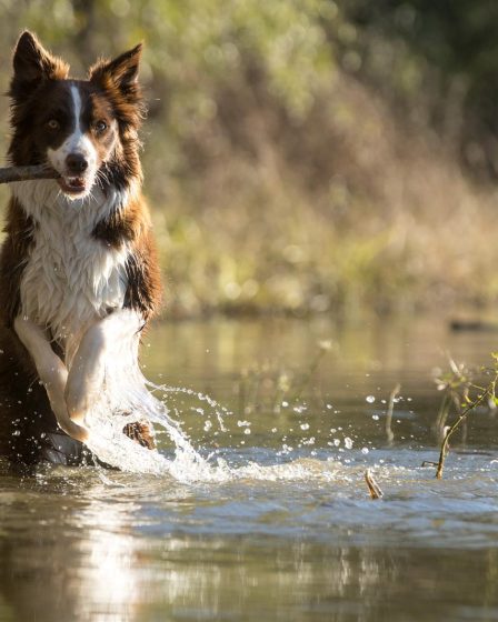 Come far dimagrire il cane