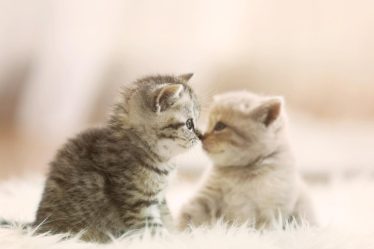 Come far dimagrire un gatto