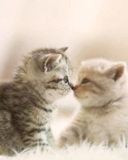 Come far dimagrire un gatto