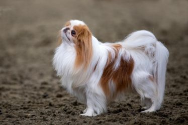 Come far ingrassare il cane