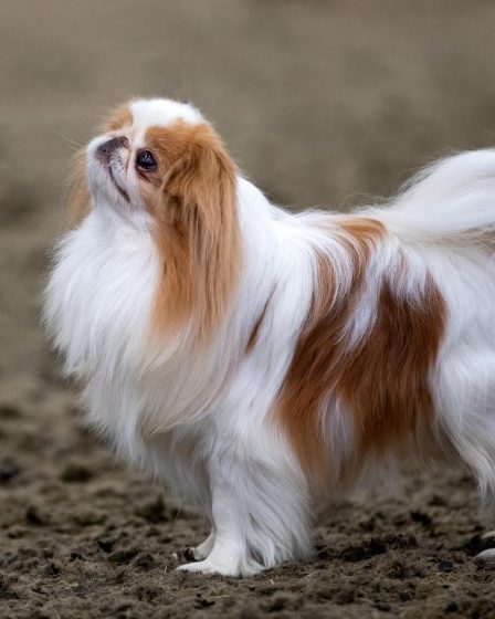 Come far ingrassare il cane