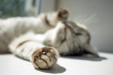 Come far ingrassare un gatto