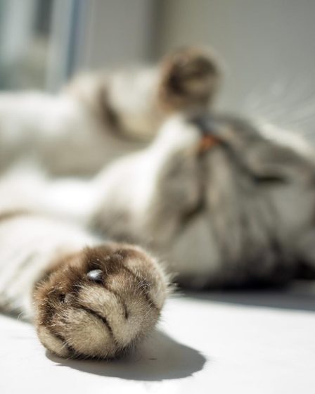 Come far ingrassare un gatto