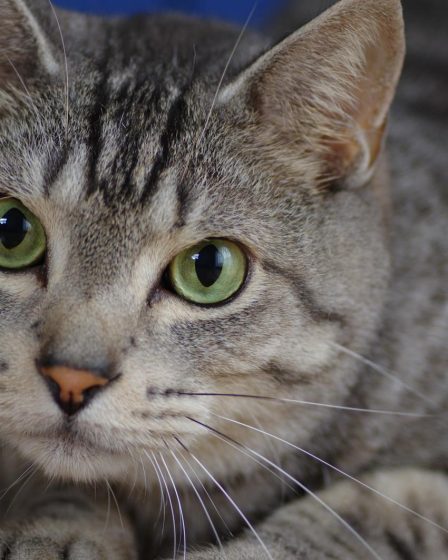 Come far vomitare un gatto