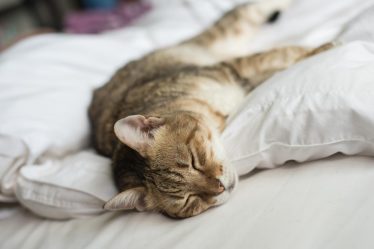Come fare andare d'accordo cane e gatto