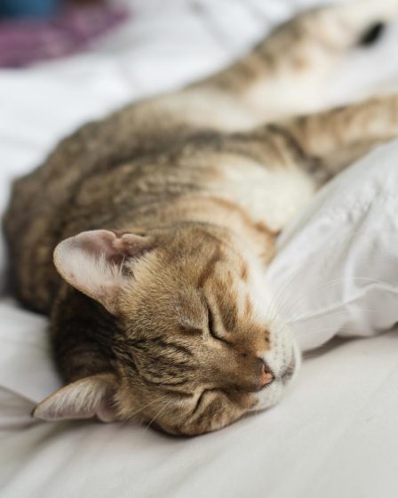 Come fare andare d'accordo cane e gatto