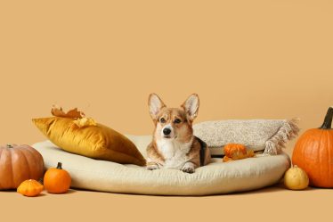 Come fare andare d'accordo cane e gatto