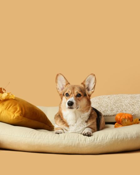 Come fare andare d'accordo cane e gatto