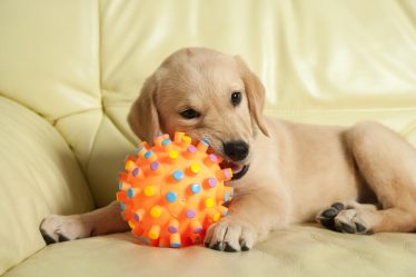 Come fare il passaporto al cane