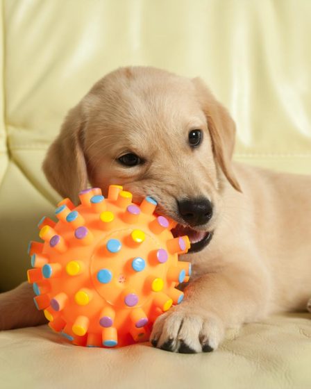Come fare il passaporto al cane