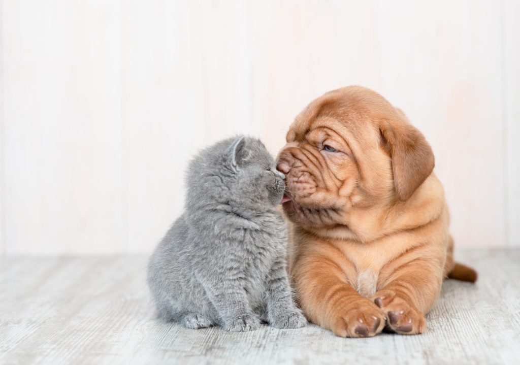 Come fare il pedigree al cane