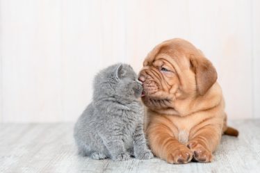 Come fare il pedigree al cane