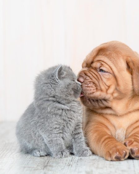 Come fare il pedigree al cane