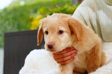 Come farsi ascoltare dal cane
