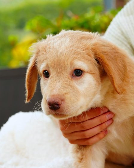 Come farsi ascoltare dal cane
