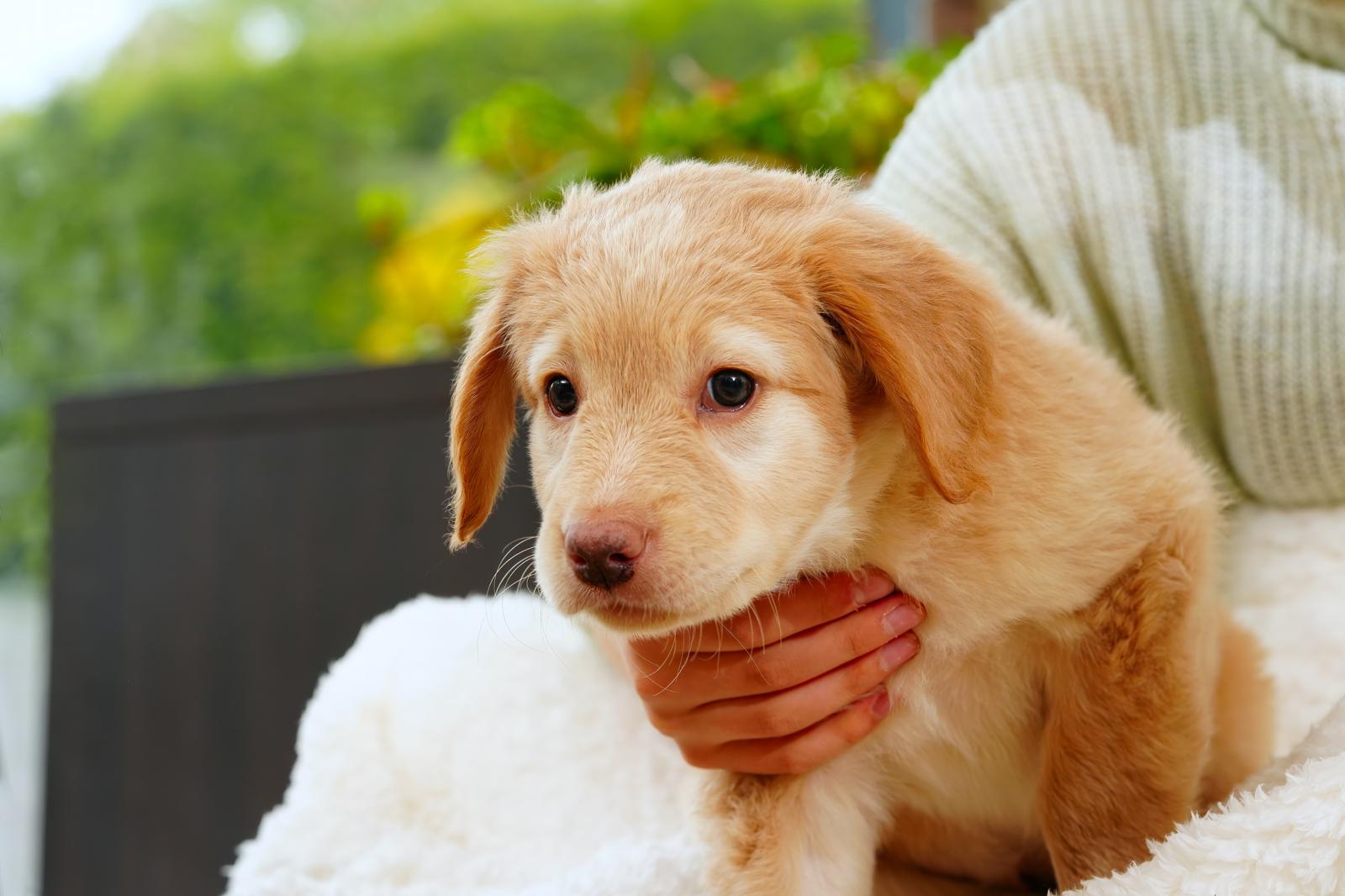 Come farsi ascoltare dal cane
