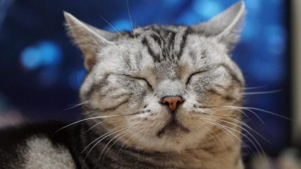 Come immobilizzare un gatto aggressivo