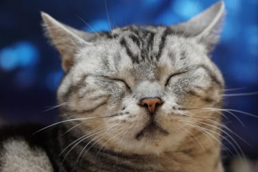 Come immobilizzare un gatto aggressivo
