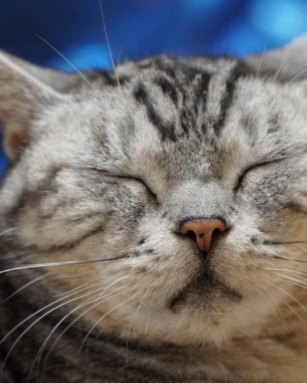 Come immobilizzare un gatto aggressivo