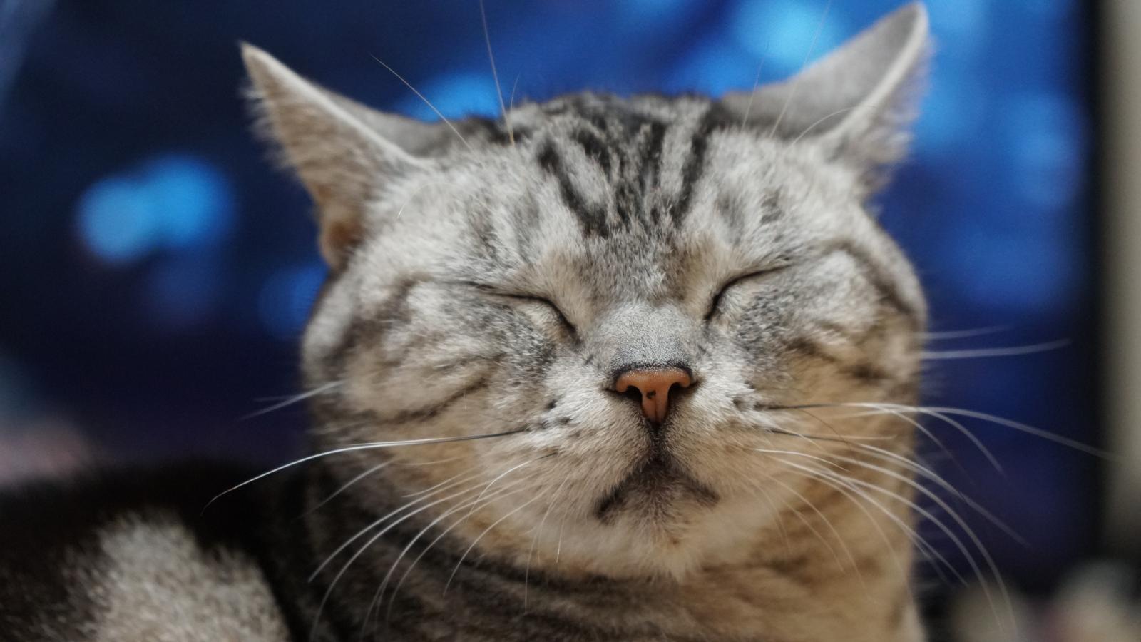 Come immobilizzare un gatto aggressivo