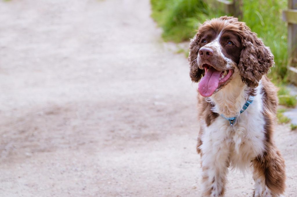Come insegnare al cane a fare i bisogni fuori