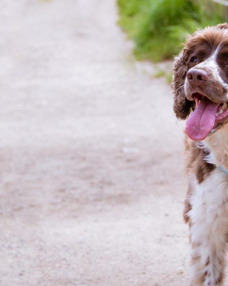Come insegnare al cane a fare i bisogni fuori