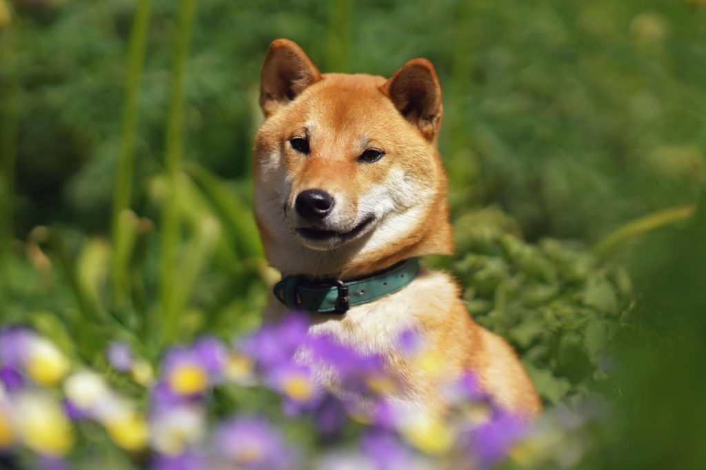 Come insegnare al cane a fare i bisogni sulla traversina