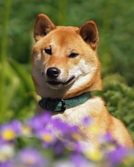 Come insegnare al cane a fare i bisogni sulla traversina