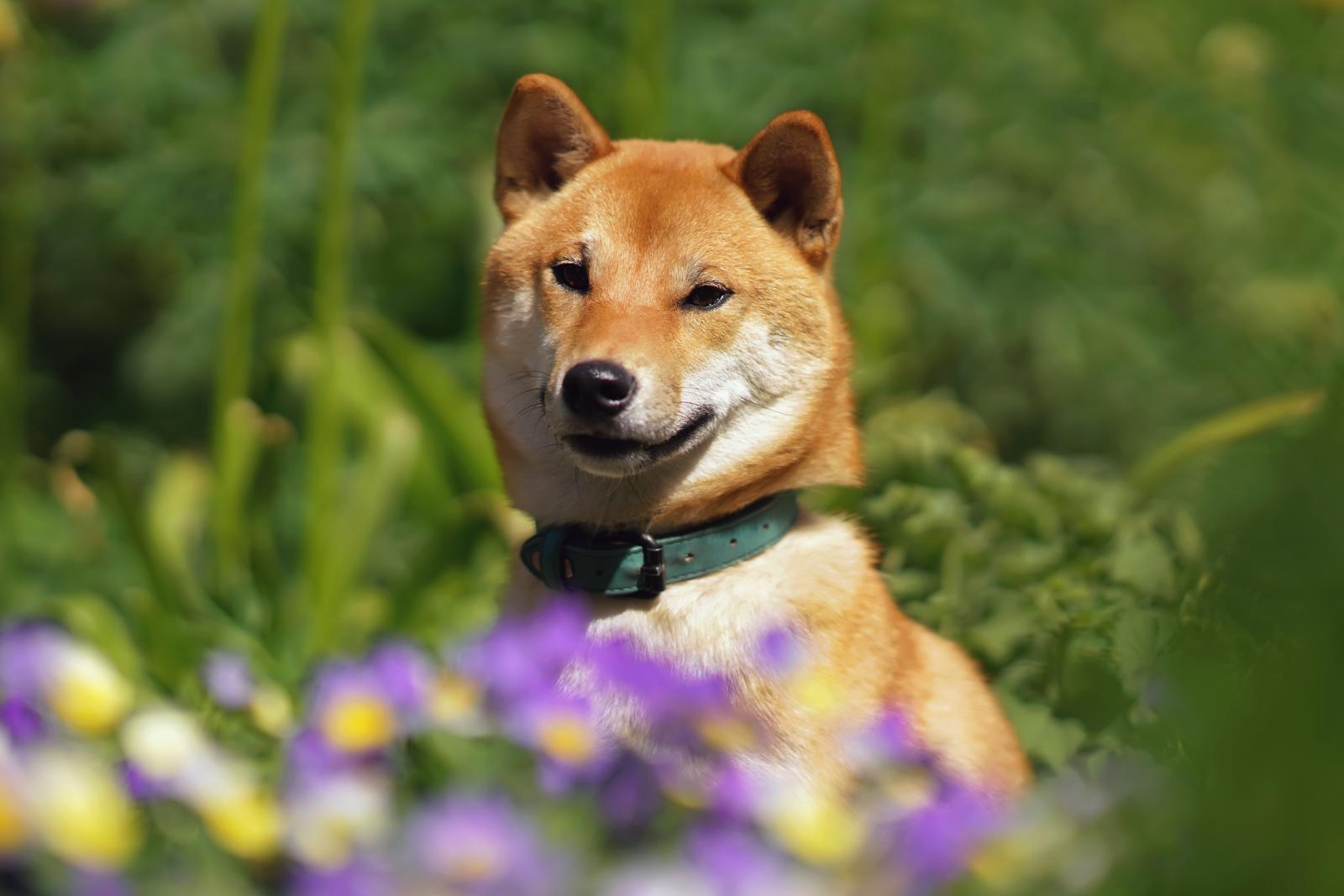 Come insegnare al cane a fare i bisogni sulla traversina