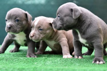 Come insegnare al cane ad andare al guinzaglio