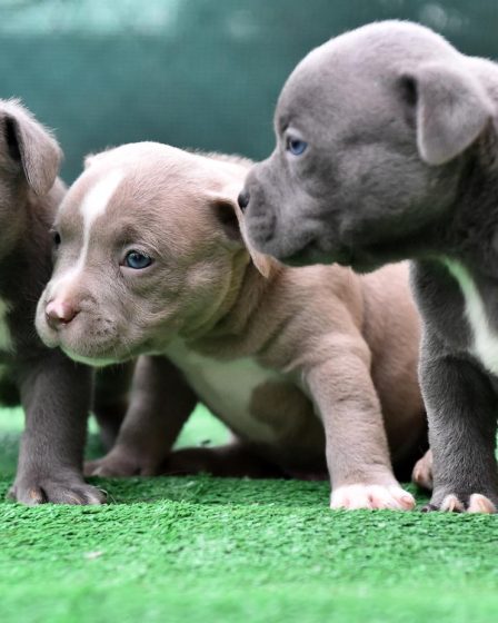 Come insegnare al cane ad andare al guinzaglio