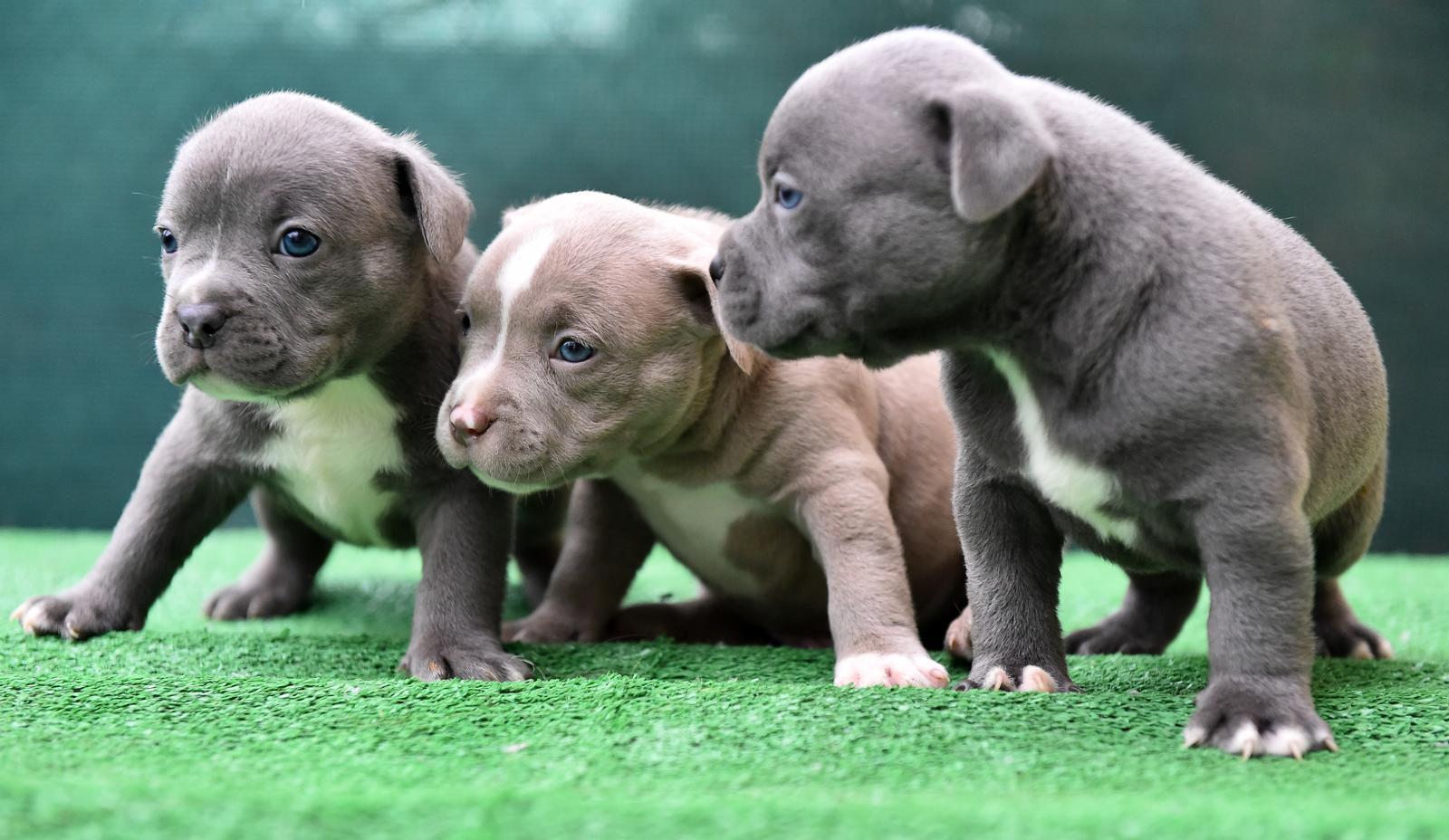 Come insegnare al cane ad andare al guinzaglio