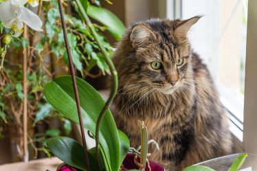 Come insegnare al gatto a non mordere
