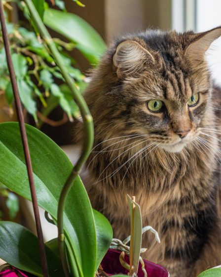 Come insegnare al gatto a non mordere