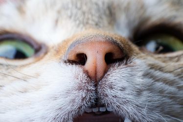 Come lavare i denti al gatto