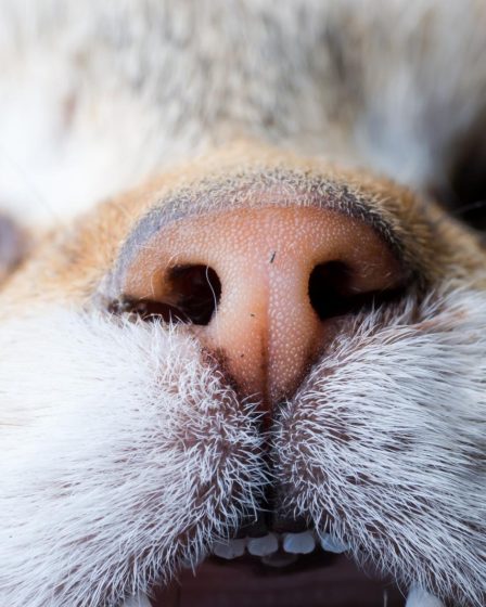 Come lavare i denti al gatto