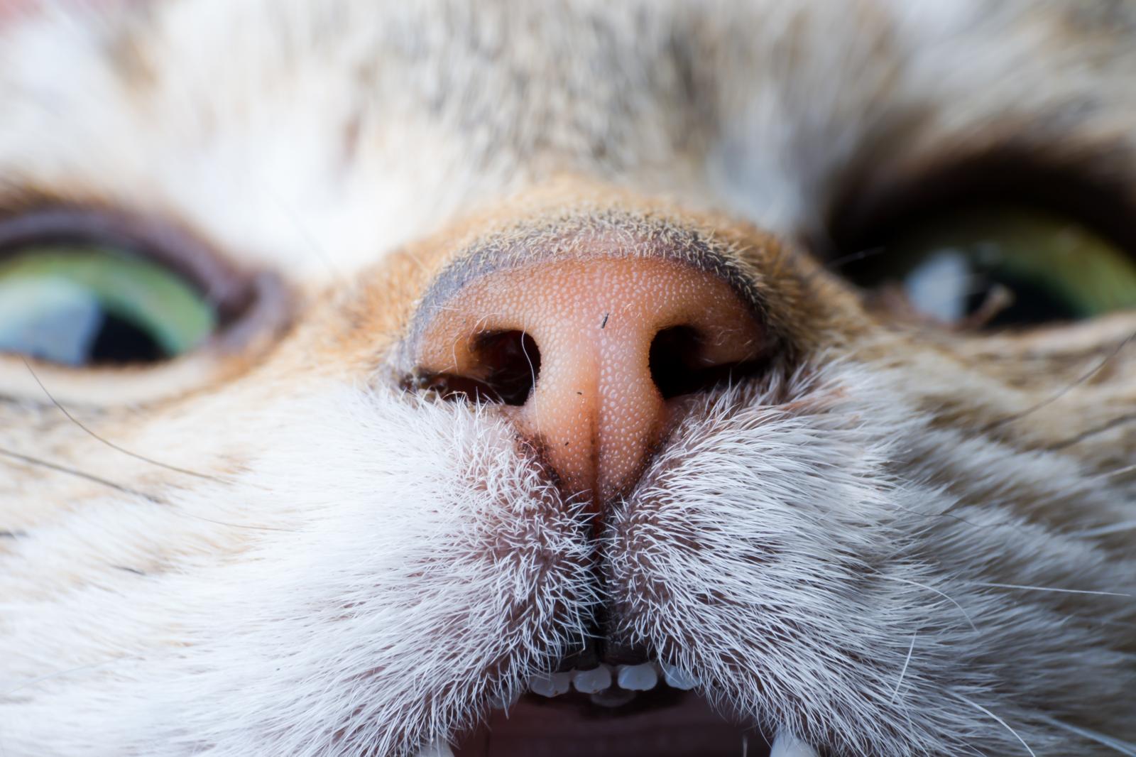 Come lavare i denti al gatto