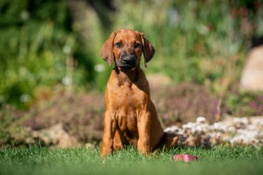 Come lavare il cane