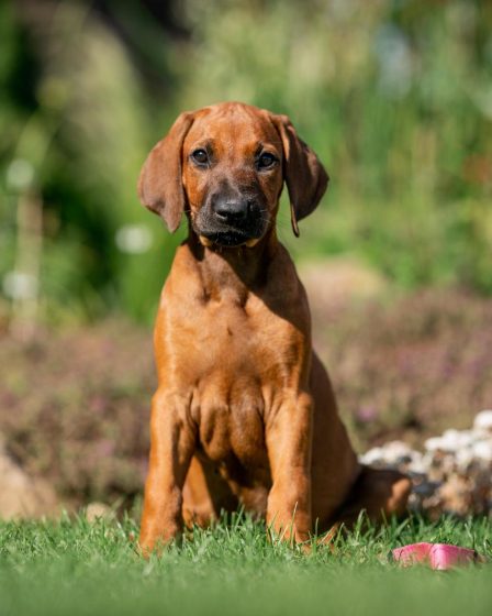 Come lavare il cane