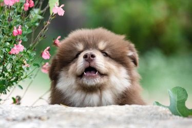 Come lavare il cane se non ho lo shampoo