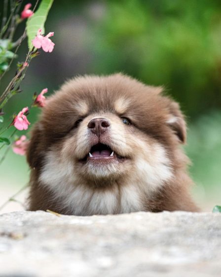 Come lavare il cane se non ho lo shampoo