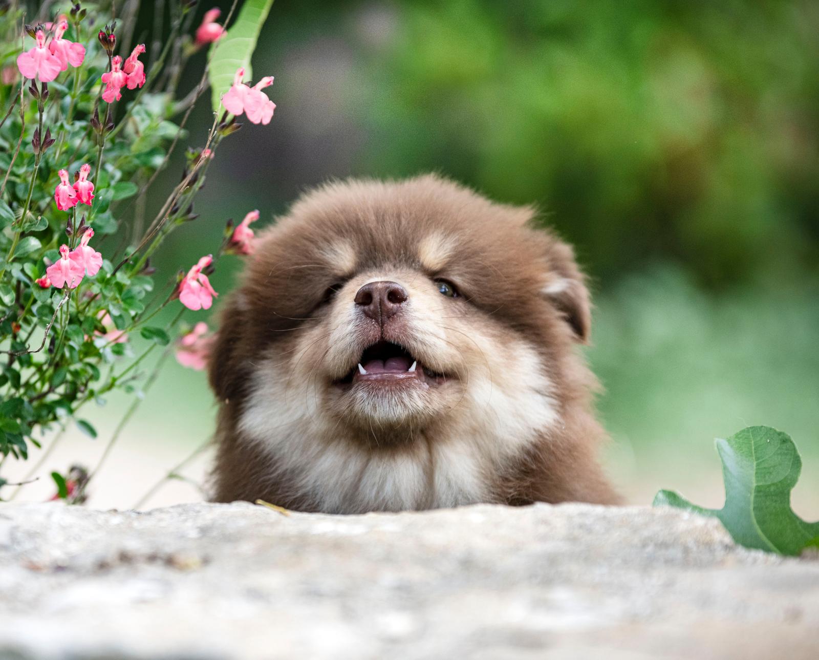 Come lavare il cane se non ho lo shampoo