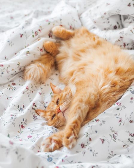 Come lavare un gatto senza farsi graffiare