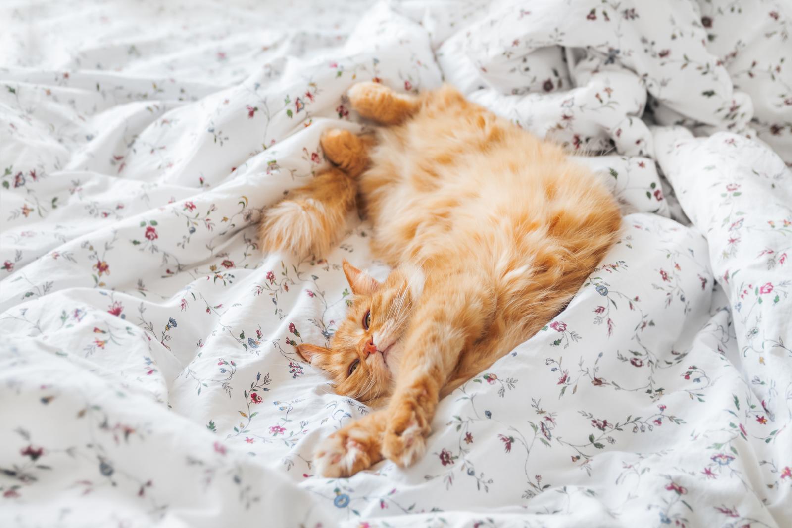 Come lavare un gatto senza farsi graffiare